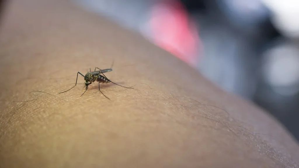En Cuba, 12 personas fallecieron a causa del dengue, entre ellas siete menores de edad, y 21 por chikungunya, de las cuales 14 eran menores. 