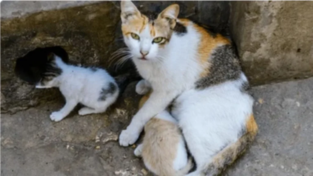 Desalojar el Refugio Franciscano donde actualmente viven más de mil animales rescatados