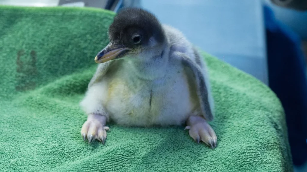 Con la llegada de esta nueva generación, Alex se convierte también en el primer Gentoo con linaje completamente mexicano