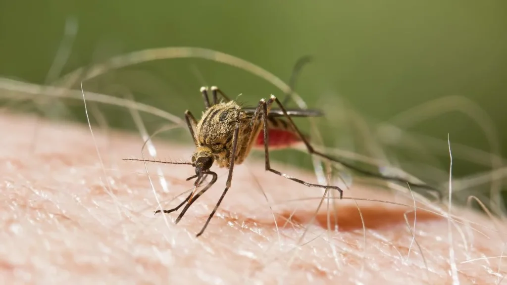 La Organización Mundial de la Salud (OMS) externó su preocupación por el aumento en el número de casos de la Malaria.