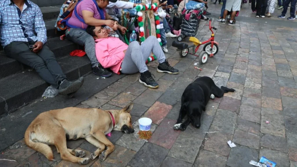  Persiste el abandono de lomitos en la Basílica de Guadalupe.