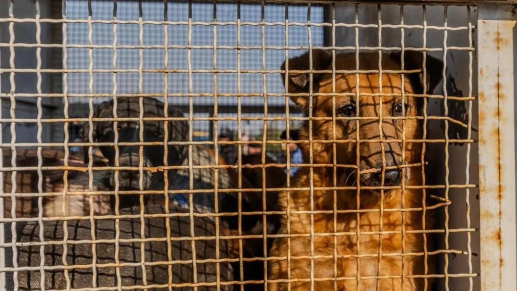 Brugada busca regulación de albergues animales tras caso de Refugio Franciscano