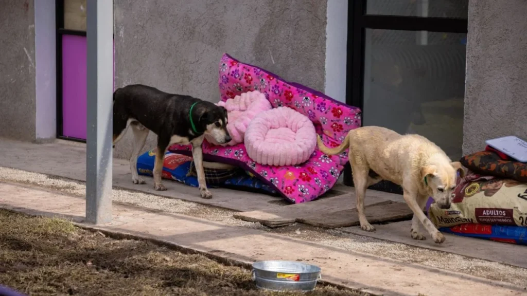 Tras traslado, confirman muerte de 6 perros del Refugio Franciscano