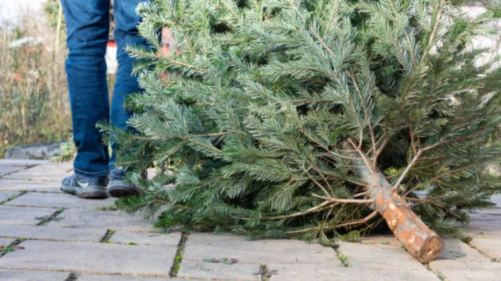 La SEDEMA invita a la ciudadanía a llevar árboles de Navidad y nochebuenas a los centros de acopio para su reciclaje