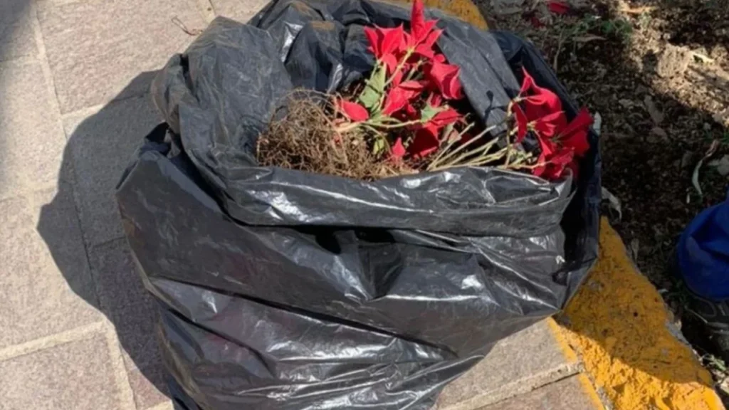 La SEDEMA invita a la ciudadanía a llevar árboles de Navidad y nochebuenas a los centros de acopio para su reciclaje