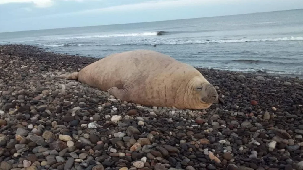 Un elefante marino apareció en la playa Los Ayala que se ubica en el estado de Nayarit, lo que sorprendió a los turistas del lugar.