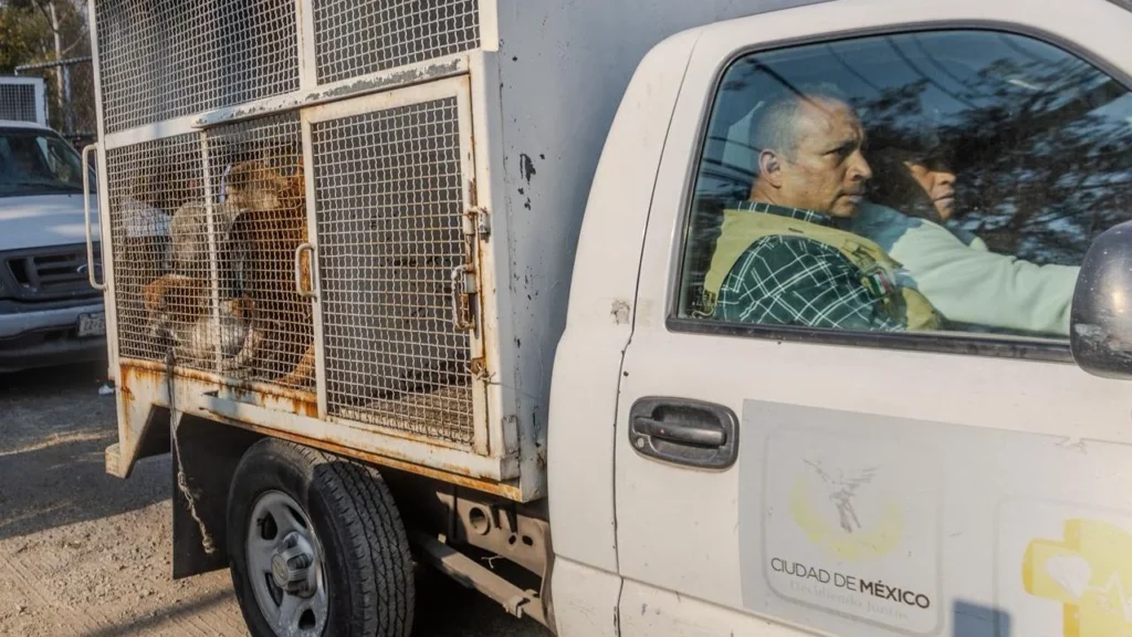 Traslado de perros que vivían en el Refugio Franciscano, en vehículos con jaulas, algunos de estos animales estarán bajo resguardo de la Brigada de Vigilancia Animal