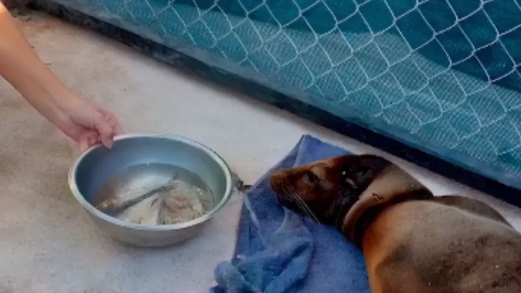 La loba marina fue liberada en costas de Sonora tras ser rescatada y rehabilitada por especialistas y autoridades ambientales.