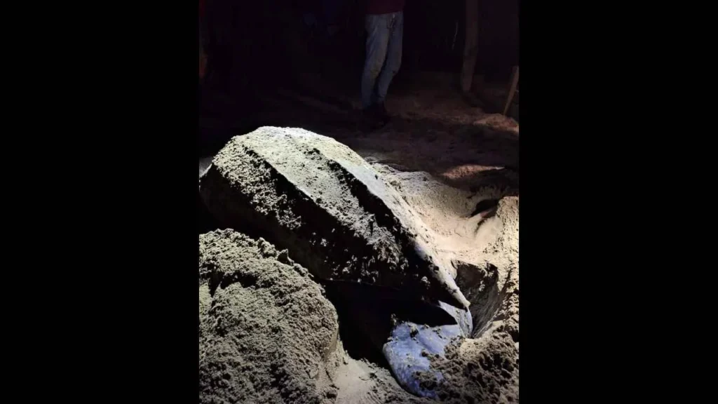 Los tortugueros michoacanos mantienen el monitoreo en las playas de Michoacán.