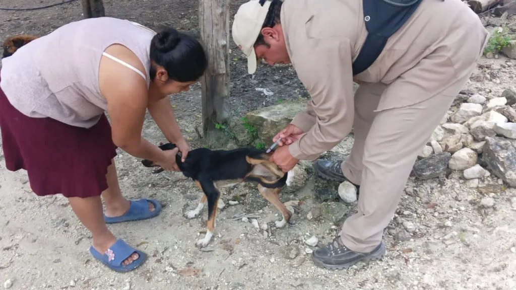 En 2025 se aplicaron 135 mil 985 dosis antirrábicas en todo Campeche, además se realizaron más de 3 mil cirugías de esterilización.