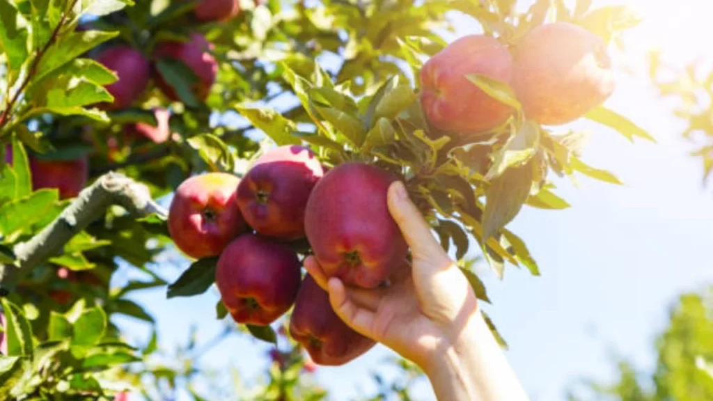Abren investigación para determinar si las manzanas de Estados Unidos incurren en prácticas de dumping que afectan a productores mexicanos.