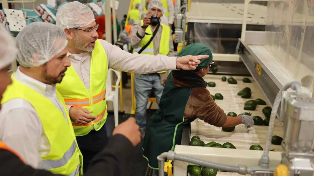 Alfredo Ramírez Bedolla dijo que el 90% del aguacate exportado cuenta con la certificación Proforest Avocado.