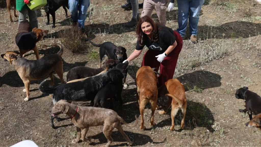 El destino de perros y gatos del Refugio Franciscano sigue en una encrucijada, pues alrededor de 200 permanecen hacinados en ese albergue.