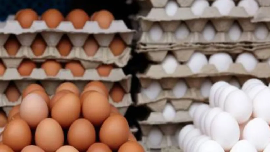 El huevo es un alimento básico en la dieta de las familias mexicanas; Profeco monitorea sus precios para orientar a las y los consumidores.
