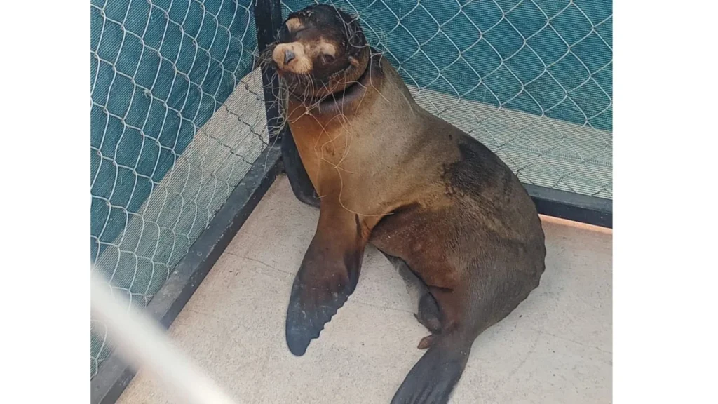 La Profepa detalló que el ejemplar rescatado se trata de una hembra juvenil de lobo marino que presentaba signos de desnutrición y lesiones