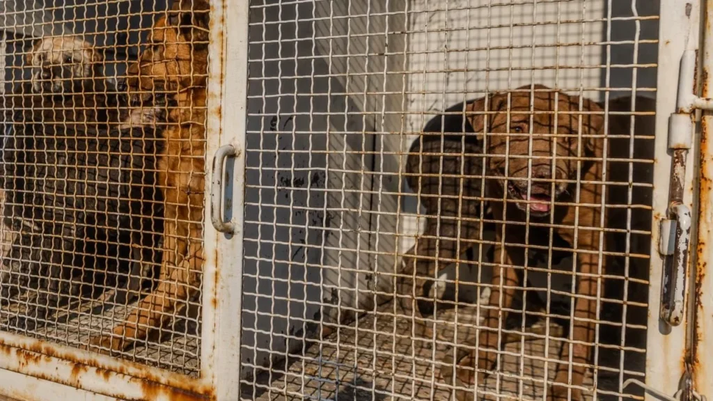En un comunicado, el Refugio Franciscano exigió a la Fundación Antonio Haghenbeck detallar el rastro de los animales faltantes.