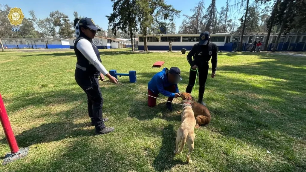 Refugio Franciscano visita perritos trasladados a Brigada de Vigilancia Animal