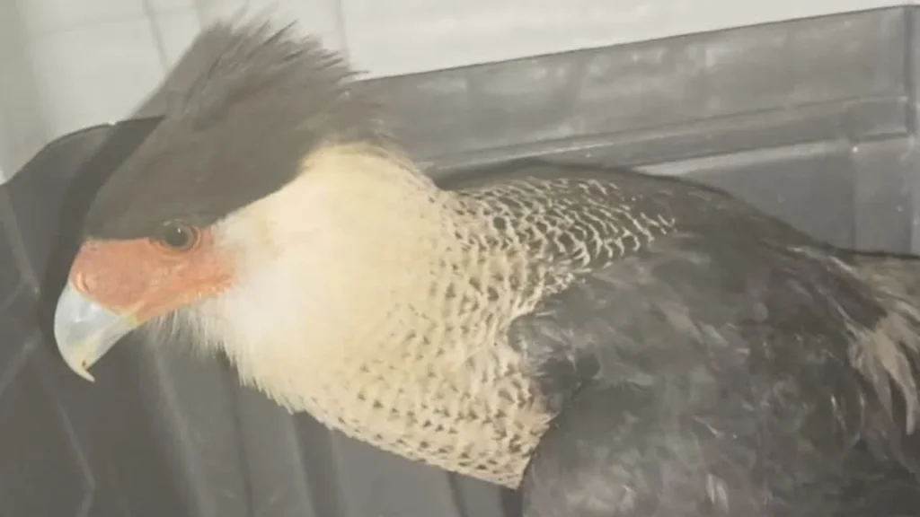 El Caracara Norteño recibirá atención médica veterinaria, tratamiento para las heridas y seguimiento especializado de su evolución. 