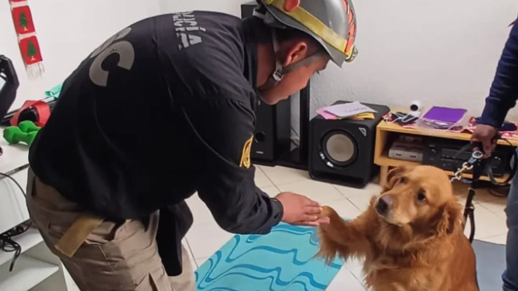 Explosión por posible acumulación de gas en Coyoacán moviliza a la SSC y a la Brigada de Vigilancia Animal, que rescató y protegió a mascotas afectadas en Paseos de Taxqueña.