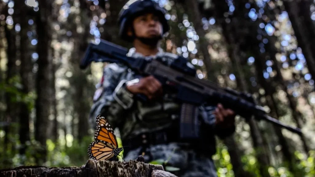 La Guardia Nacional y habitantes de El Rosario, en Michoacán, protegen con esmero a la Mariposa Monarca.