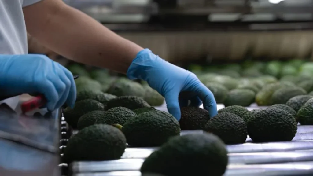 La certificación ambiental y la formalización laboral impulsan al sector aguacatero de Michoacán como referente productivo y sustentable para el comercio internacional.