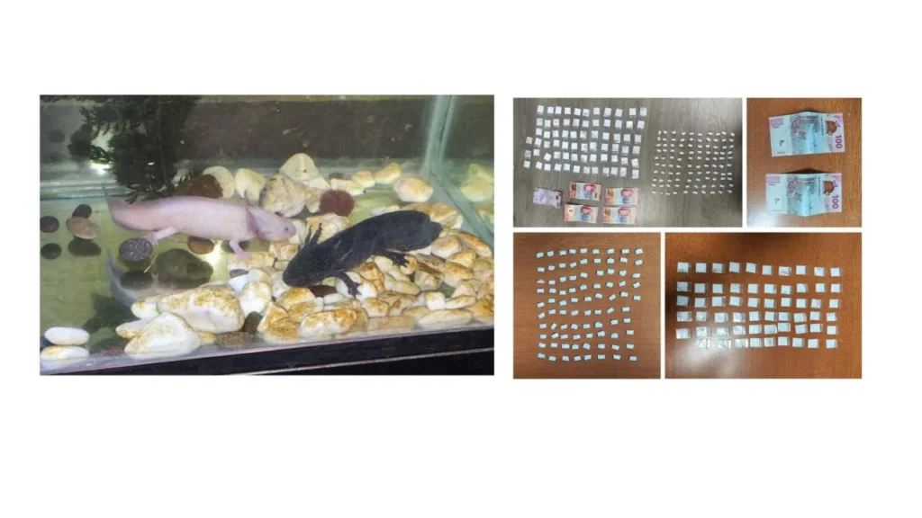 Elementos de seguridad aseguraron droga y rescataron animales exóticos durante un cateo en la colonia Magdalena Mixiuhca, en Venustiano Carranza.