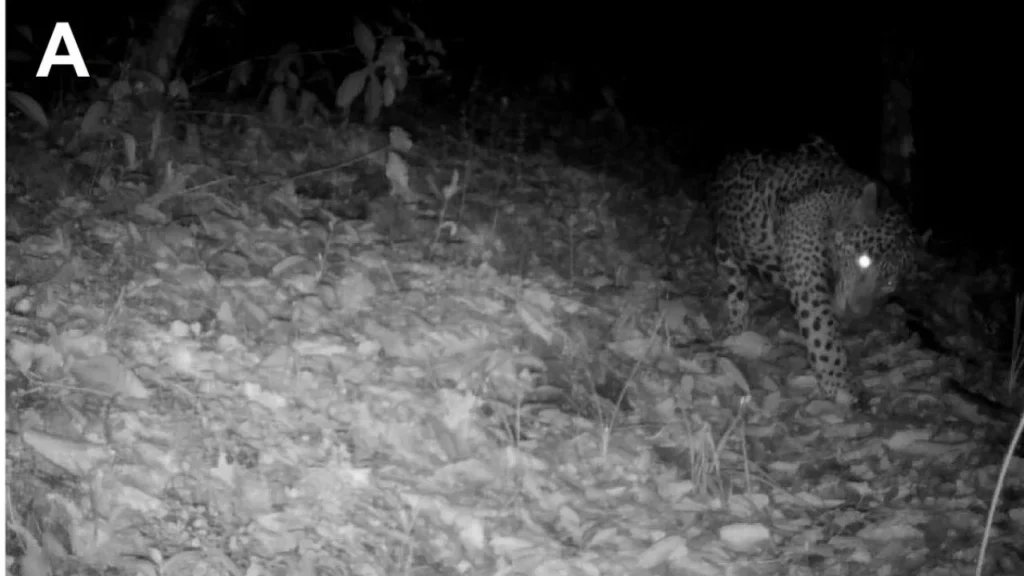 Avistan al primer jaguar en la Reserva de la Biosfera Sierra Gorda de Guanajuato
