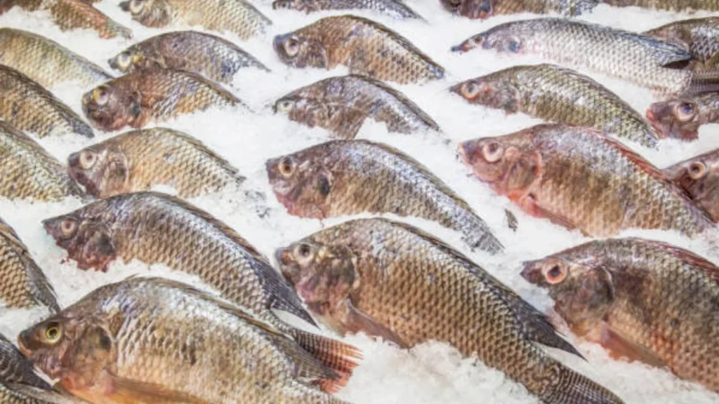 El filete de tilapia es uno de los pescados más consumidos durante la Cuaresma en México; la Profeco monitoreó sus precios en distintas ciudades para orientar a los consumidores sobre sus costos mínimos y máximos.