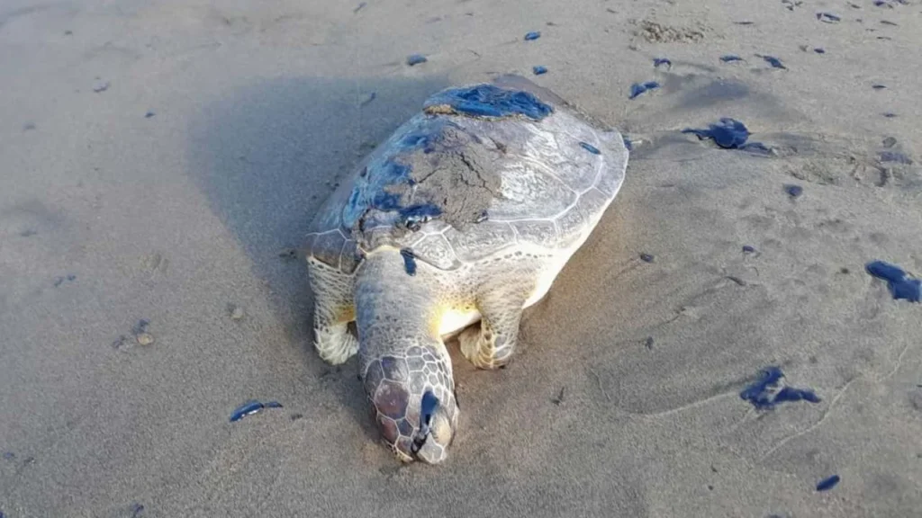 Especialistas consideraron como una tragedia ambiental el derrame de hidrocarburos en el Golfo de México.