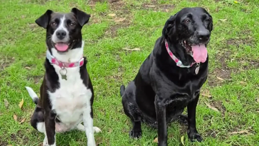 esterilización perros gatos 2026