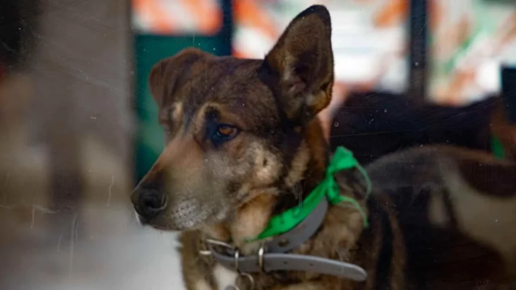El Gobierno CDMX sí podrá dar en adopción a los animales rescatados del Refugio Franciscano.