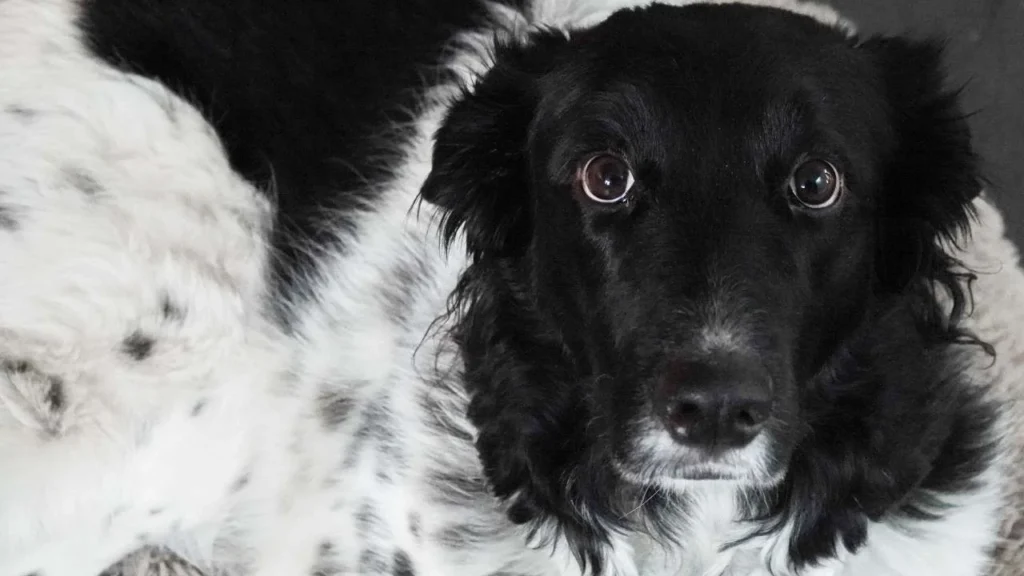 El diputado del Partido Verde en el Congreso capitalino, Manuel Talayero, presentó una iniciativa para prohibir la venta de animales en redes sociales.