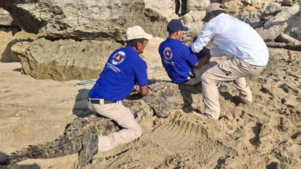 Autoridades de Protección Civil en Oaxaca reubicaron un cocodrilo de aproximadamente tres metros tras su captura en Playa Bacocho, reforzando medidas de seguridad ante recientes avistamientos.