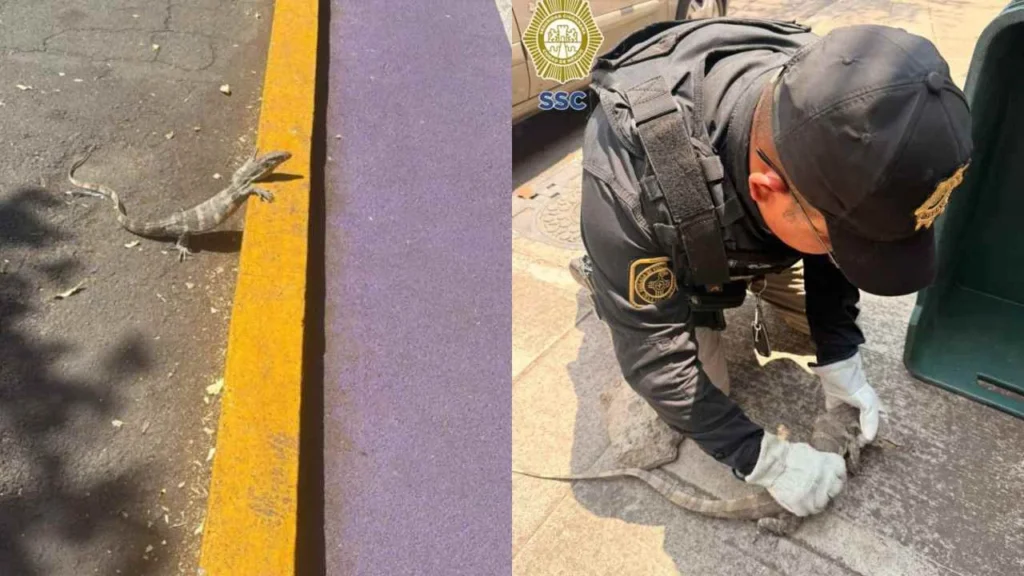 Personal especializado de la Brigada de Vigilancia Animal resguardó al reptil.