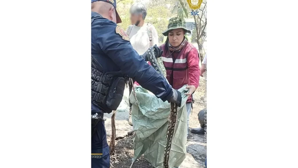 Una pitón de alfombra australiana fue resguardada por elementos de la SSC y Protección Civil tras ser localizada en calles de Santa Fe, en Álvaro Obregón.