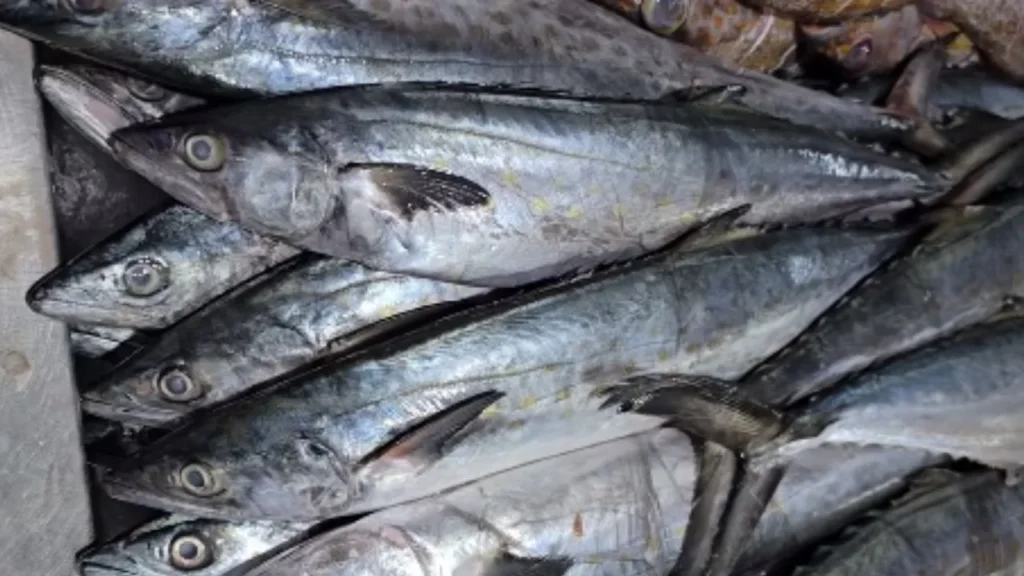 El pescado sierra presenta variaciones importantes de precio en el país, siendo una de las opciones más consumidas durante la Cuaresma.