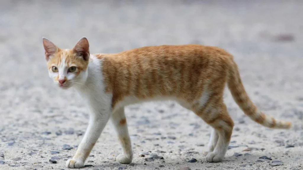 Autoridades federales confirmaron el primer caso de infección por gusano barrenador en un gato en Nuevo León.
