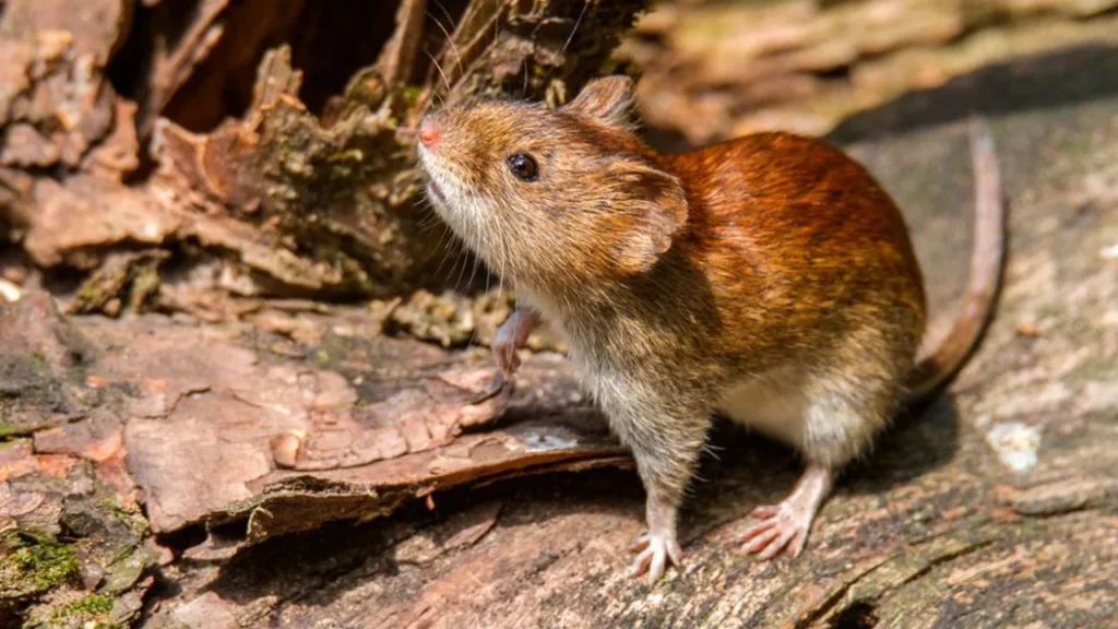 Autoridades sanitarias recomiendan acudir de inmediato a urgencias médicas ante síntomas asociados al Hantavirus