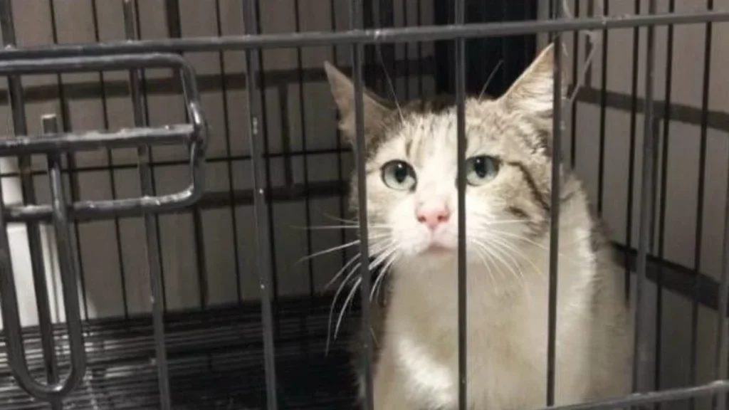 Gata rescatada en la Doctores recibe atención en la Cuauhtémoc