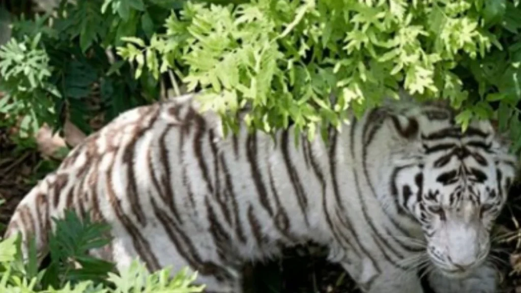 PROFEPA confirmó la muerte de Kenzo, el tigre blanco de Bengala que fue capturado esta mañana en Edomex