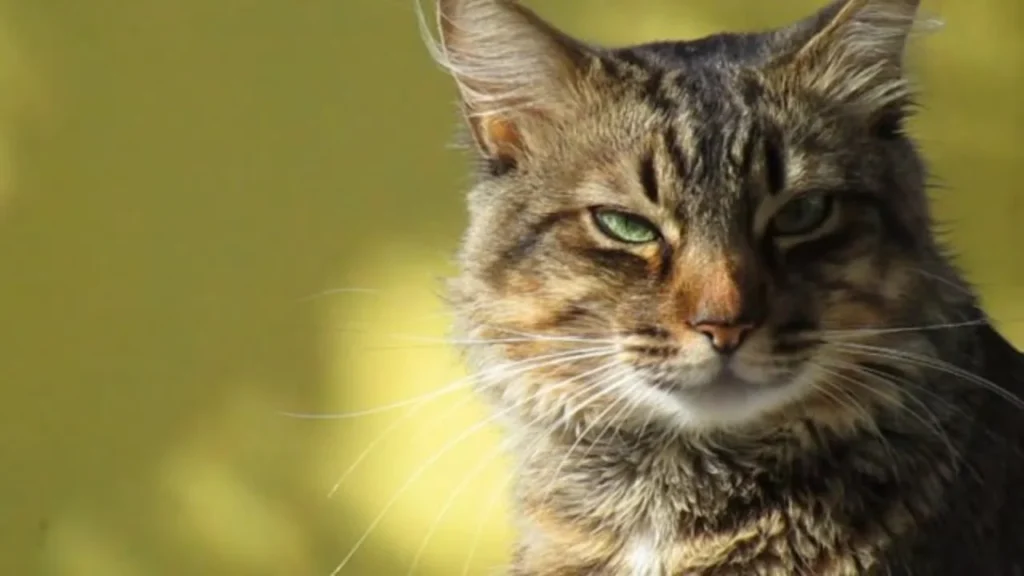 Cada 8 de agosto se conmemora el Día Internacional del Gato, una fecha que busca promover el cuidado, bienestar y tenencia responsable de los felinos