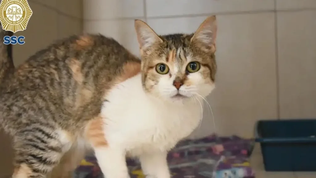 ‘Michigan’ busca familias para 135 gatitos que esperan una segunda oportunidad