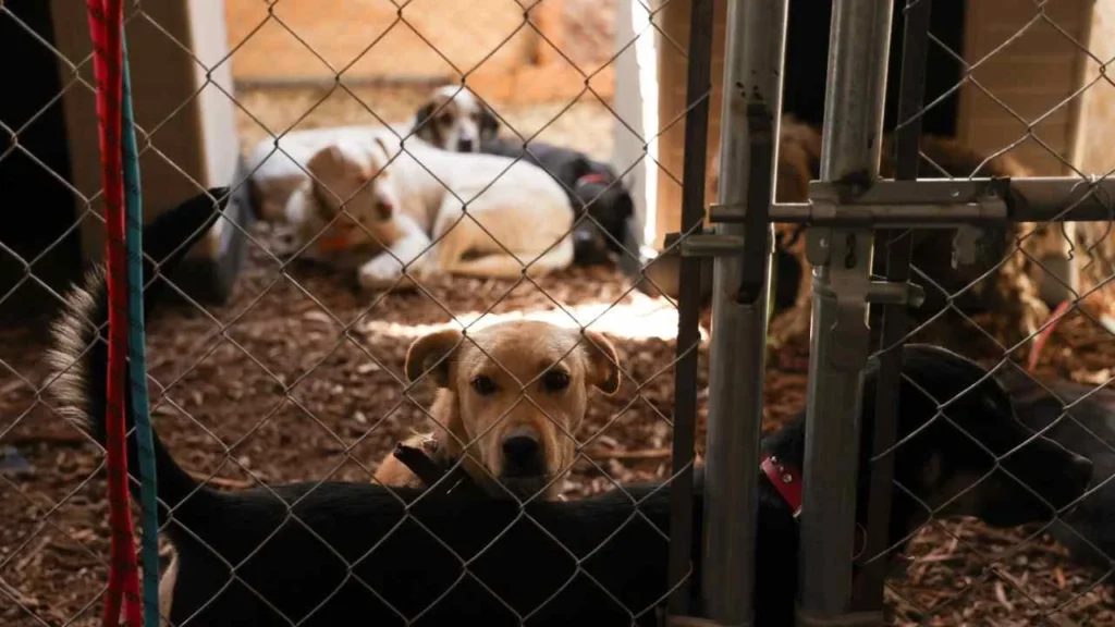 La fundación busca que se le dé una segunda oportunidad a estos seres sintientes.