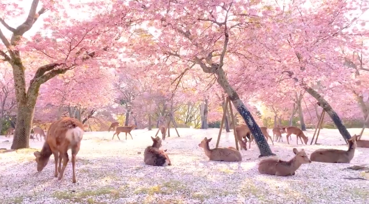 ciervos, Japón