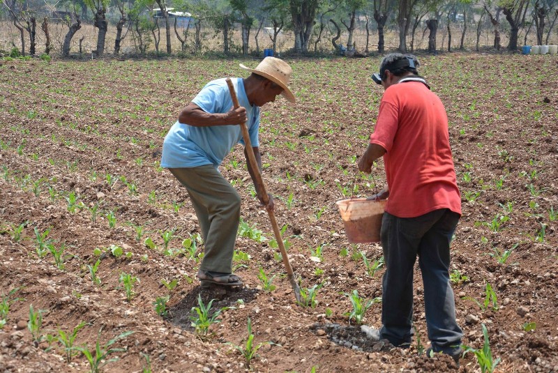 AMLO anunció que el programa Fertilizantes para el Bienestar se extenderá a los 32 estados este 2023.