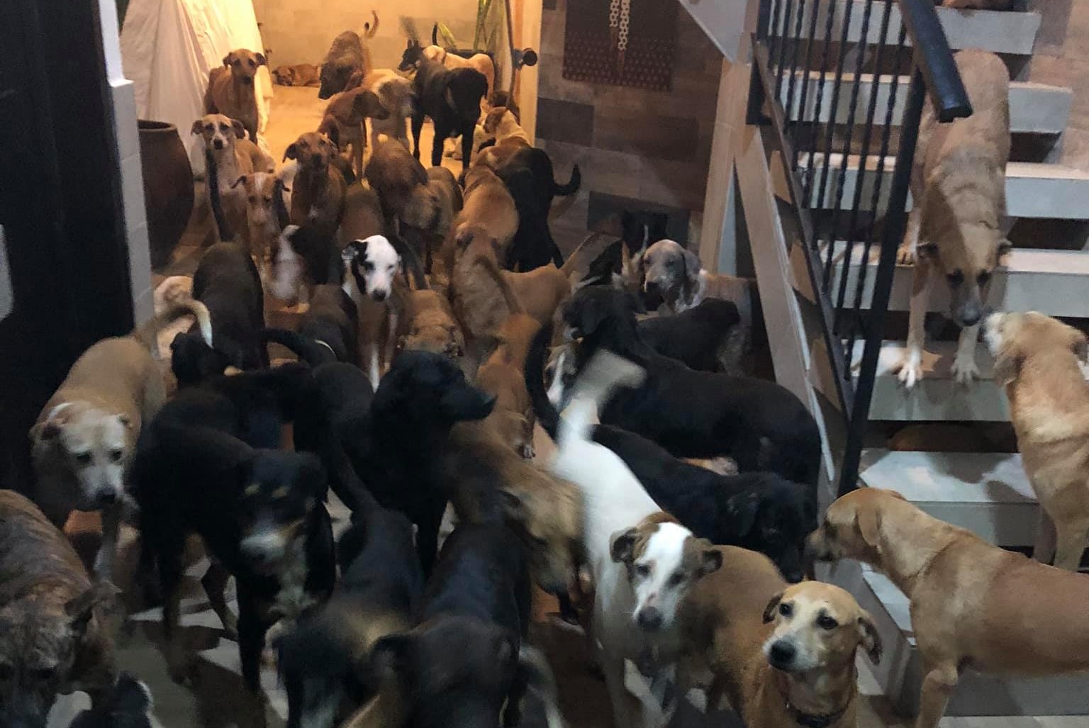 perros