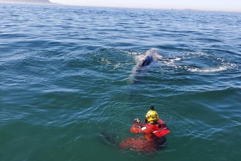 BALLENA