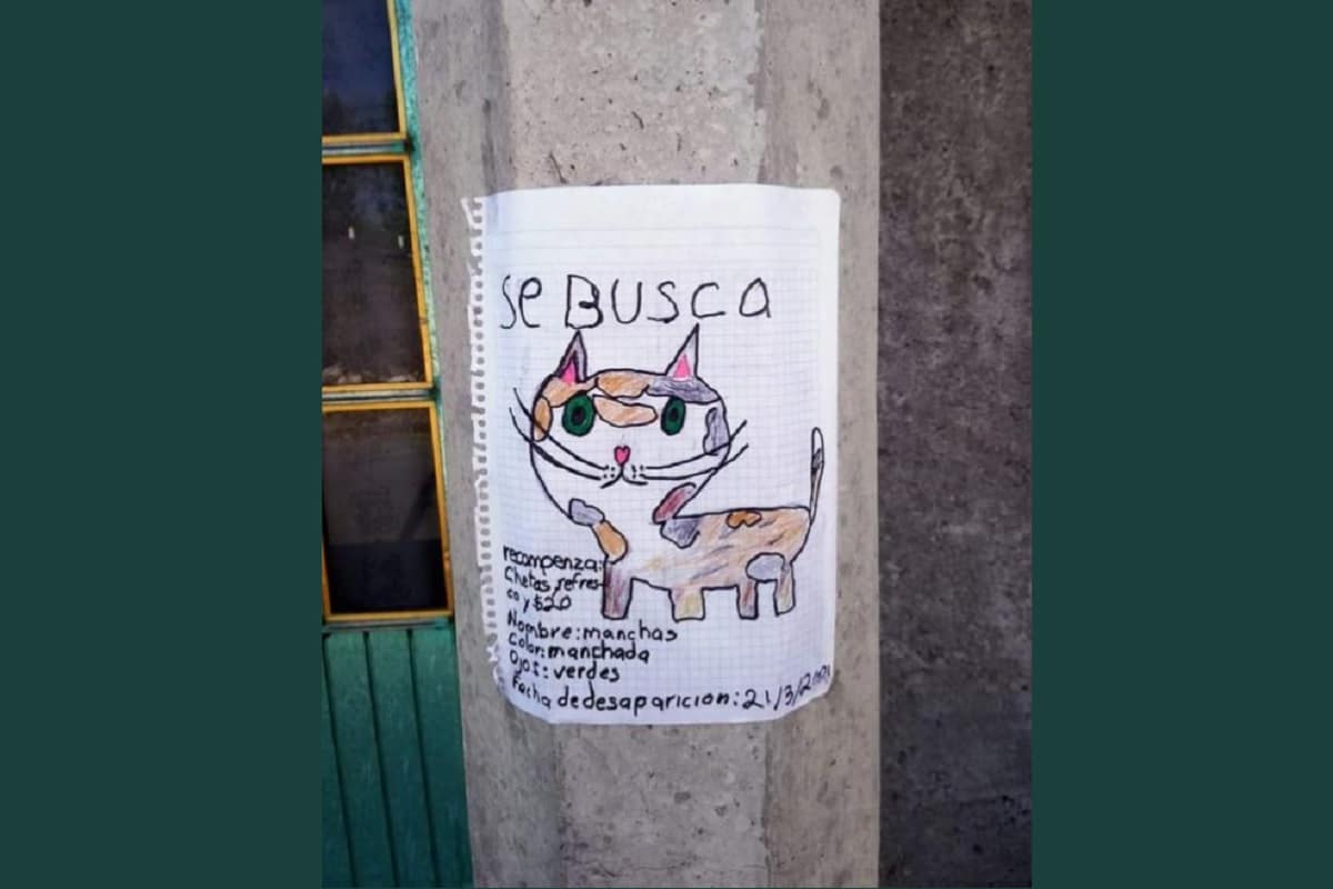 El gato Manchas