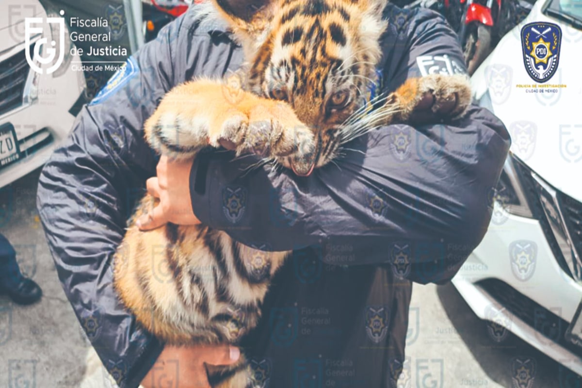 tigre de bengala