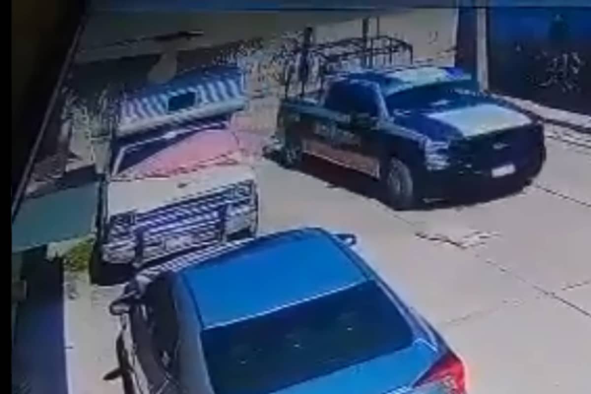 perrito